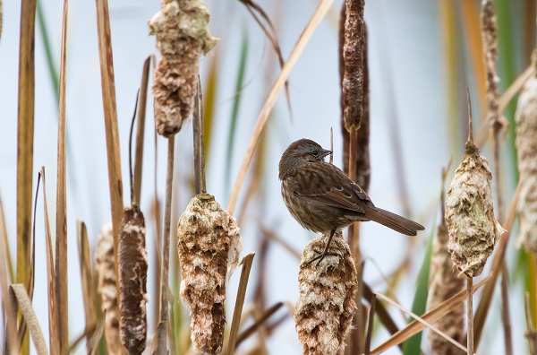 Song Sparrow close up shot, BC Canada