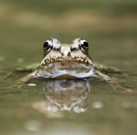 Little frog in water